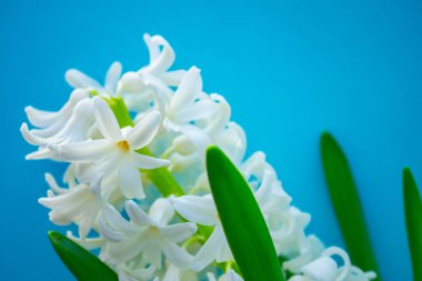 bahar beyaz sümbül çiçekleri renk arkaplanda