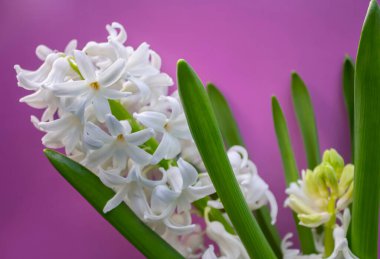 bahar beyaz sümbül çiçekleri renk arkaplanda