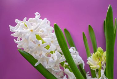 bahar beyaz sümbül çiçekleri renk arkaplanda