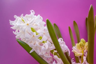 bahar beyaz sümbül çiçekleri renk arkaplanda