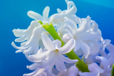 bahar beyaz sümbül çiçekleri renk arkaplanda