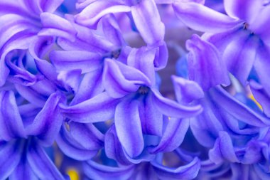 bahar beyaz sümbül çiçekleri renk arkaplanda