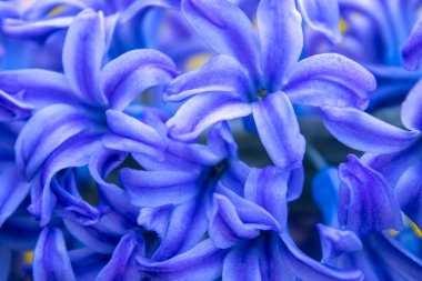 bahar beyaz sümbül çiçekleri renk arkaplanda