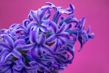 bahar beyaz sümbül çiçekleri renk arkaplanda