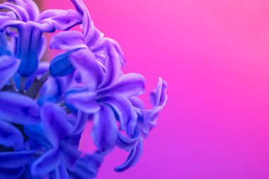 bahar beyaz sümbül çiçekleri renk arkaplanda