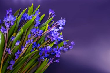 bahar çiçekleri, mavi kar damlaları renk arkaplanı