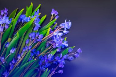 bahar çiçekleri, mavi kar damlaları renk arkaplanı