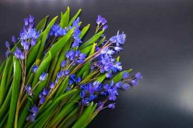 bahar çiçekleri, mavi kar damlaları renk arkaplanı