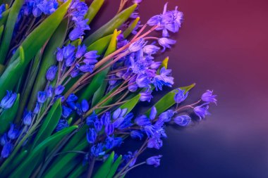 bahar çiçekleri, mavi kar damlaları renk arkaplanı