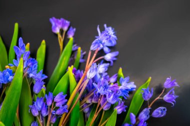 bahar çiçekleri, mavi kar damlaları renk arkaplanı