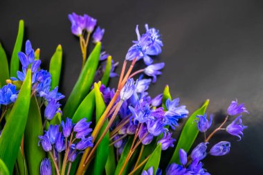 bahar çiçekleri, mavi kar damlaları renk arkaplanı