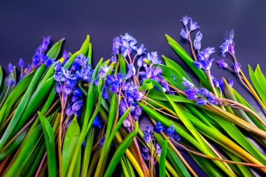 bahar çiçekleri, mavi kar damlaları renk arkaplanı