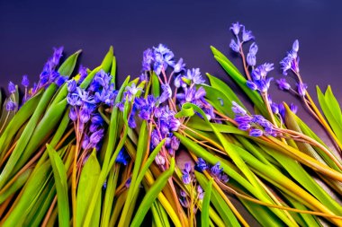 bahar çiçekleri, mavi kar damlaları renk arkaplanı