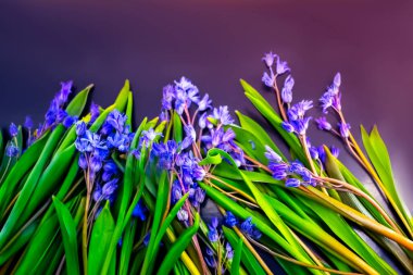 bahar çiçekleri, mavi kar damlaları renk arkaplanı