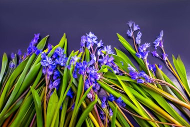 bahar çiçekleri, mavi kar damlaları renk arkaplanı