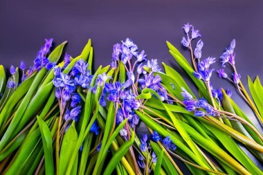 bahar çiçekleri, mavi kar damlaları renk arkaplanı