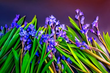 bahar çiçekleri, mavi kar damlaları renk arkaplanı