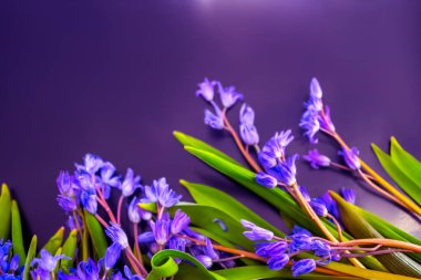 bahar çiçekleri, mavi kar damlaları renk arkaplanı