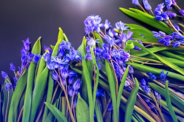 bahar çiçekleri, mavi kar damlaları renk arkaplanı