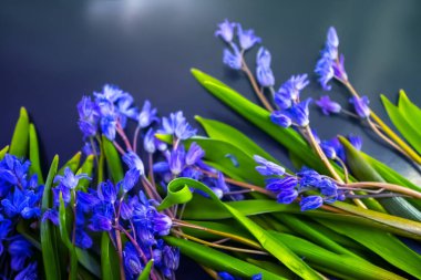 bahar çiçekleri, mavi kar damlaları renk arkaplanı