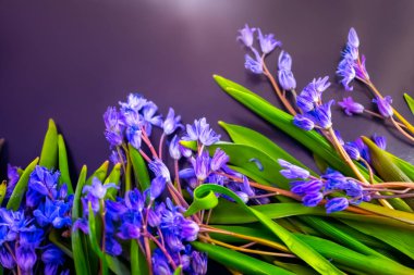 bahar çiçekleri, mavi kar damlaları renk arkaplanı