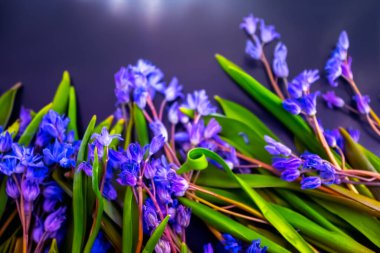 bahar çiçekleri, mavi kar damlaları renk arkaplanı