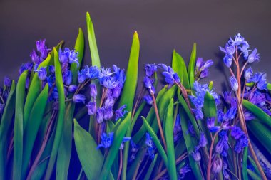 bahar çiçekleri, mavi kar damlaları renk arkaplanı