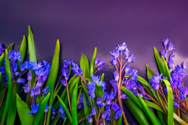 bahar çiçekleri, mavi kar damlaları renk arkaplanı