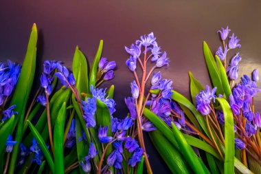 bahar çiçekleri, mavi kar damlaları renk arkaplanı