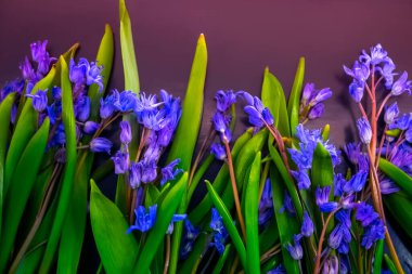 bahar çiçekleri, mavi kar damlaları renk arkaplanı