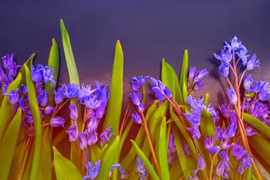 bahar çiçekleri, mavi kar damlaları renk arkaplanı