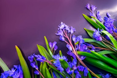 bahar çiçekleri, mavi kar damlaları renk arkaplanı