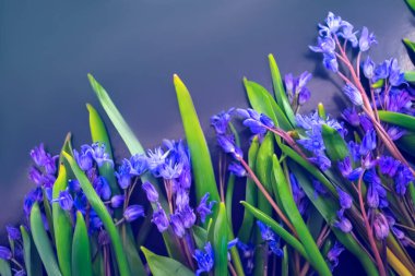 bahar çiçekleri, mavi kar damlaları renk arkaplanı