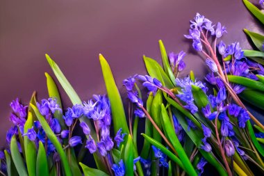 bahar çiçekleri, mavi kar damlaları renk arkaplanı