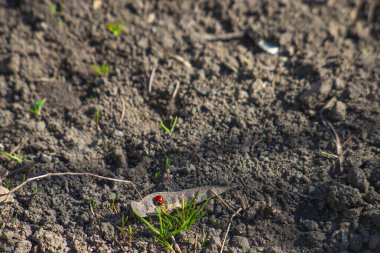Uğur böceği, böcek, yere yat.