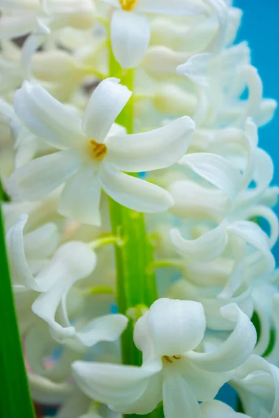 Printemps Blanc Jacinthe Fleurs Sur Fond Couleur — Photo