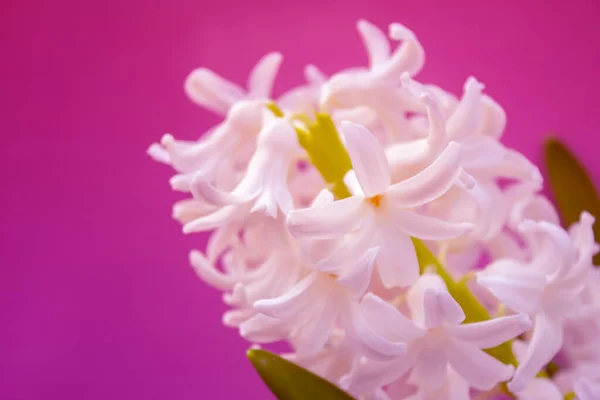 Lente Witte Hyacint Bloemen Kleur Achtergrond — Stockfoto