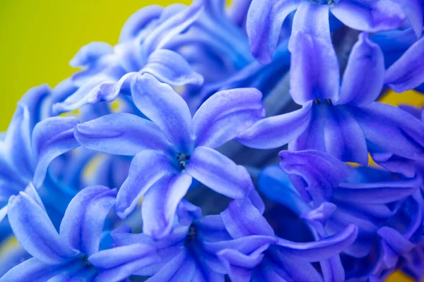Vår Vit Hyacint Blommor Färg Bakgrund — Stockfoto