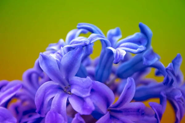 Primavera Flores Jacinto Blanco Sobre Fondo Color — Foto de Stock