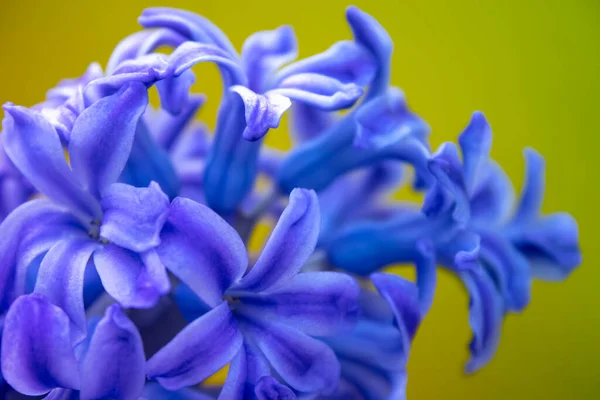 Vår Vit Hyacint Blommor Färg Bakgrund — Stockfoto