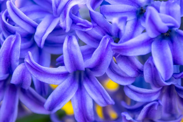 Spring White Hyacinth Flowers Color Background — Stock Photo, Image