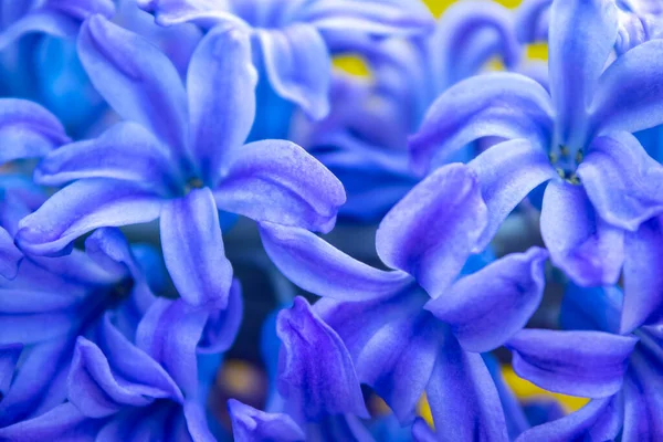 Spring White Hyacinth Flowers Color Background — Stock Photo, Image