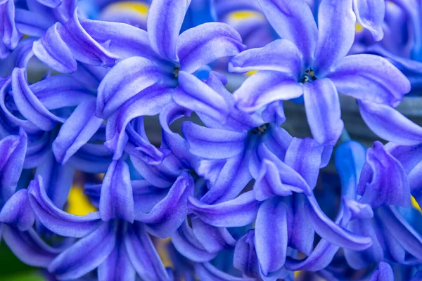 Vår Vit Hyacint Blommor Färg Bakgrund — Stockfoto