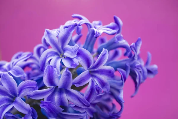 Vår Vit Hyacint Blommor Färg Bakgrund — Stockfoto