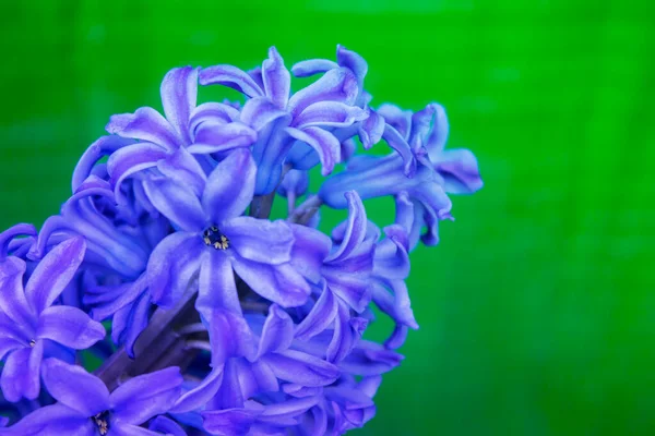 Printemps Blanc Jacinthe Fleurs Sur Fond Couleur — Photo