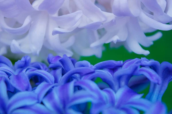 Άνοιξη Λευκό Υάκινθος Λουλούδια Στο Φόντο Χρώμα — Φωτογραφία Αρχείου