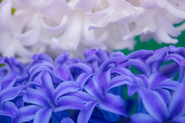 Vår Vit Hyacint Blommor Färg Bakgrund — Stockfoto