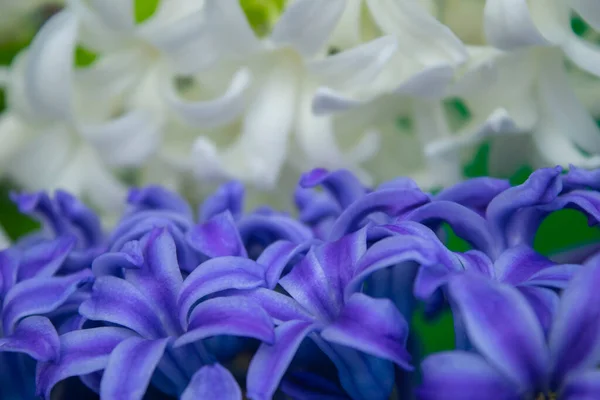 Printemps Blanc Jacinthe Fleurs Sur Fond Couleur — Photo