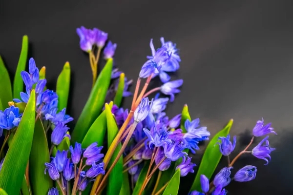 bahar çiçekleri, mavi kar damlaları renk arkaplanı