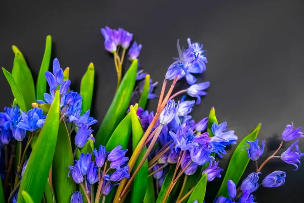 bahar çiçekleri, mavi kar damlaları renk arkaplanı